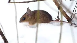 Julinka II - Sněžn&aacute; my&scaron;