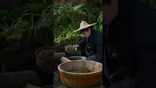 Ancient Chinese Fruit Treat: Hovenia Cake Making! 🍯🌳