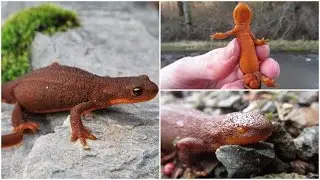Finding More Toxic Newts and a One Eyed Newt!?!