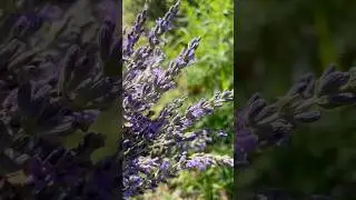 Lavender Fields Forever | Slow Moments in Nature