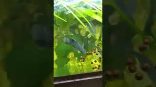 Sneak peak at the Green Sunfish tank! #fishing #fishtank #feeding #pets #sunfish  #shorts