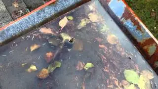 plugged roof drain Duncan Victoria BC
