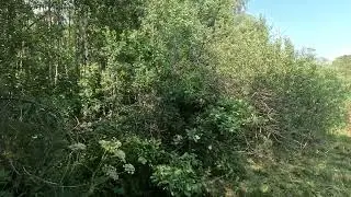 Участок заросший лесом кустами