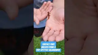 Surface find! #salamander #lizard