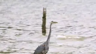 4k Ultra HD video of Wild Animals -1 HR 4K wildlife Scenery With Floating music#americanbully 