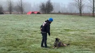 Fine Tuning Obedience Level 3! Kraftwork K9 Pro German Shepherds