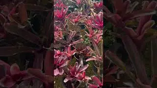 Bromeliad fireball plants for sale / plantsonlinesale