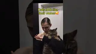 Cats look like their owners ☺️ #catslikeowners #funnycats #catshorts #catsandhumans #trollface
