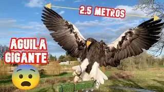 Top 7 Águilas Mas Grandes y Letales Del Mundo  😮