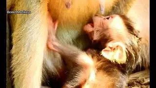 Poor baby Duke cry angry mom why keep moving too much till lost milk out of baby's mouth
