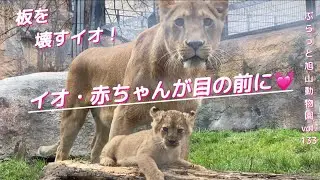 今日も会えた！開園後も帰らないイオとライオンの赤ちゃんに遭遇!リキ怯えるvol.133@旭山動物園/I encountered lion babies who don’t go home today