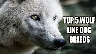 Top 5 Wolf-Like Dog Breeds