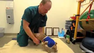 Joey the pit bull learns to walk again