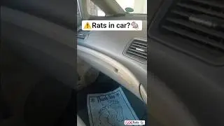 rats in car 🐀❌️ mouse in car chuha car me mar gaya #youtubeshorts #shorts #viral #shortsfeed