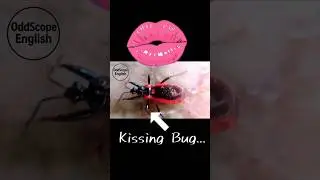 Kissing Bug &ndash; Don&rsquo;t Be Fooled It Survives on Blood! 🩸#shorts #kissingbug #english #america #insects