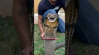 Kissing a KING COBRA!