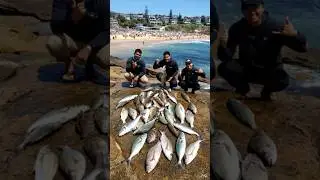 #bronte #sydney #fishing #shorts #youtube #youtubeshorts #viral #viralshorts #india#australia #beach