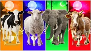 Funny Cow🐄🆚Funny Sheep🐑🆚Funny Elephant🐘🆚Funny Cow🐄