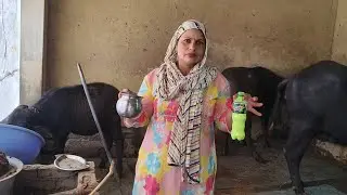 #मां के होते हुए बच्चे को पिलाना पड़ा अलग से दूध#💁‍♀️🐄#buffalo milking vlogs#fullvlogs
