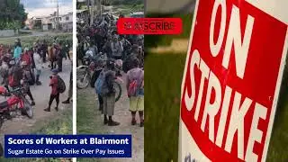 Scores of Workers at Blairmont  Sugar Estate Go on Strike Over Pay Issues