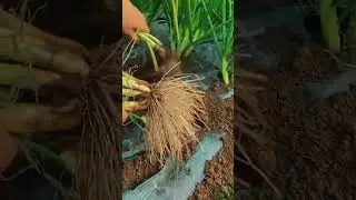 Harvest Green Onions Properly for the Best Quality 🧅🌿 #labeeqagrifarm #agriculture #farming
