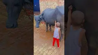 cute baby with buffalo masti time #viral #cow #cutebaby #buffalo #murrah #murrabull #murrahbuffaloes