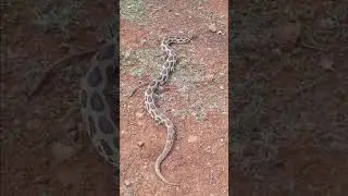 Russell' viper