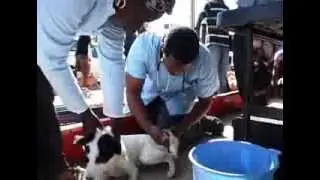 UP Faculty of Veterinary Sciences