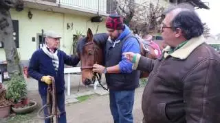 Come mettere la testiera al cavallo