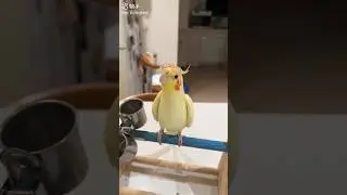 🌿🐥 Adorable Cockatiel Chick &mdash; Soft, Calm & Full of Charm | #CalmPets #CuteBird #BirdLover #parrot 🦜