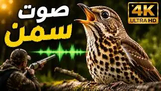 Turdus philomelos - Song Thrush Call - Tordo - صوت سمن ٢٠٢٥ - لبنان