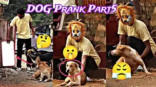 DOG Mirror Prank And Tiger Mask 🐯 Funny Reactions😊 Episode #11