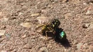 Wasp Vs Fly 2