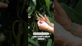 Como fazemos a colheita da fava de baunilha. 🌱