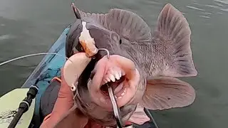 Backbay Tog in December??? Winter Inshore Tog Fishing