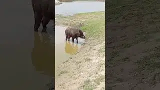 Soor ka shikar 🐕 🐖 Dog hunting pig 🐖 Geedar ka shikar 🐕🦊 Dog hunting Jaekal