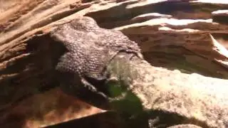 Earth Echoes Uromastyx (HD)
