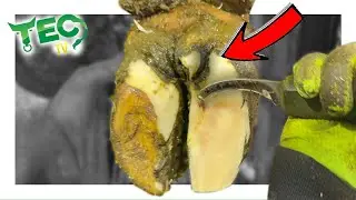 SOLE ULCER or HOOF CRACK??? | TEC TV
