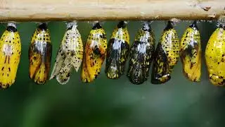 Aestivation how animals survive extreme heat and drought