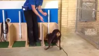 Perth Dog Trainers