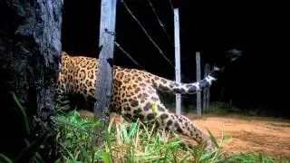 Photographing the Elusive Jaguar