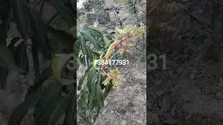 all fruit plant available all India delivery 🚚🚉✈️🥭🌴🌲🎁