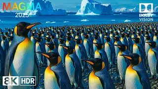 Penguin Calmness ❄️ | Peaceful Snowy Scenes in Dolby Vision 8K