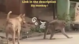 Sly monkey !