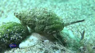 Улитка насса (Tritia reticulata)