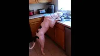 Amazing American Bulldog