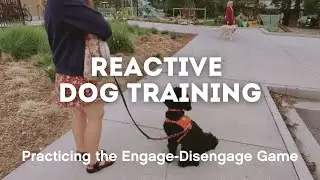 Reactive Dog Training: Practicing the 