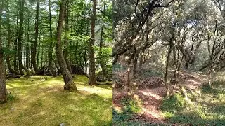Sous-bois du Champsaur à l'île d'Oléron