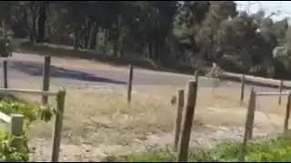 Spinning Dog 🐕