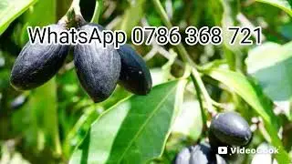 OMUWAFU GUKAKANYA EBITAMBO BYONA | EMIZIMU | AMAYEMBE | LUBAALE EDAGGALA LY'EKINANSI | UGANDA ZAABU 